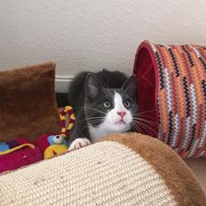 Blanding af racer “Morfar”