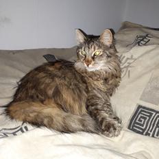 Blanding af racer Olivia