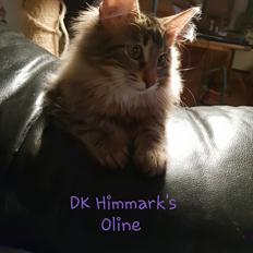 Norsk Skovkat Dk Himmark´s Oline