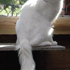 Tyrkisk Angora IC Murat von Kedi Arkadas