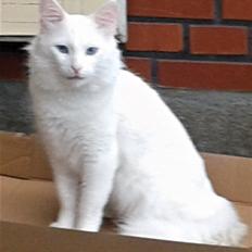 Tyrkisk Angora IC Murat von Kedi Arkadas
