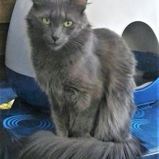 Tyrkisk Angora Leyla von Frankenthal DK