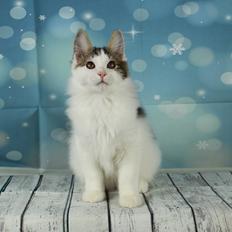 Kurilean Bobtail DK JeaTri´s Anders And