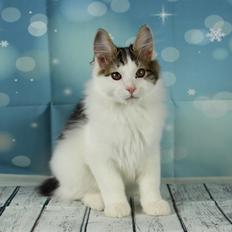 Kurilean Bobtail DK JeaTri´s Anders And