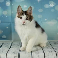 Kurilean Bobtail DK JeaTri´s Anders And