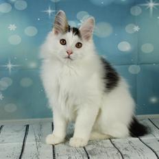 Kurilean Bobtail DK JeaTri´s Fedtmule