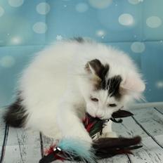 Kurilean Bobtail DK JeaTri´s Fedtmule