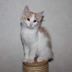 Kurilean Bobtail DK KorZhik's Fair Emma