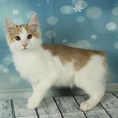 Kurilean Bobtail DK KorZhik's Fair Emma