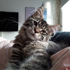 Maine Coon Tove 