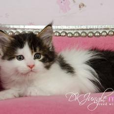 Maine Coon Arthur