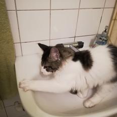 Maine Coon Arthur