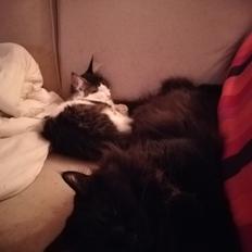 Maine Coon Arthur