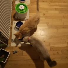 Blanding af racer Marlin