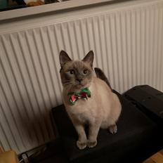 Blanding af racer Marlin