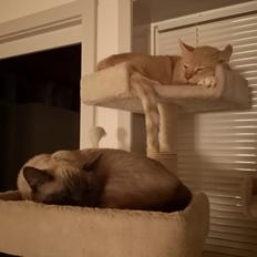 Blanding af racer Marlin