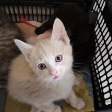 Huskat Kiara