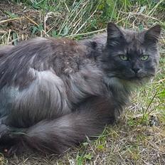 Maine Coon Gustav