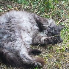 Maine Coon Gustav