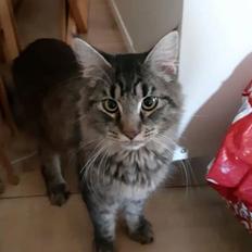 Blanding af racer Balthazar