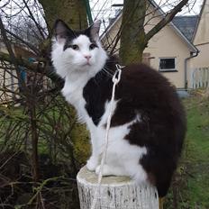 Maine Coon Konrad