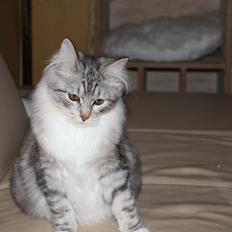 Kurilean Bobtail DK JeaTri´s Andersine