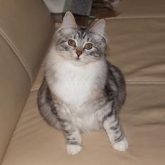 Kurilean Bobtail DK JeaTri´s Andersine