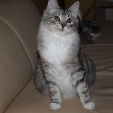 Kurilean Bobtail DK JeaTri´s Andersine