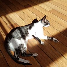 Cornish Rex Krølle Bølle