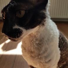 Cornish Rex Krølle Bølle