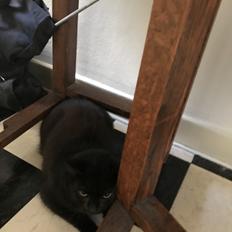 Huskat  Panter?? Ludvig