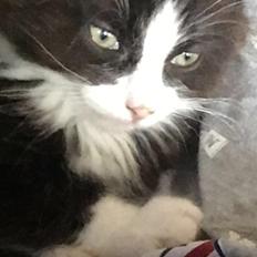 Blanding af racer Pjuske 