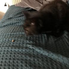 Huskat  Panter?? Ludvig