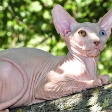Sphynx Farao Psamtik Sami Von der Vraltemås 