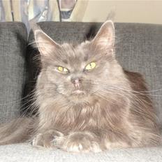 Maine Coon Blackangel's Cleffa