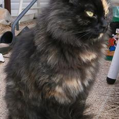 Blanding af racer Nuggi