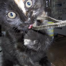 Blanding af racer Nuggi