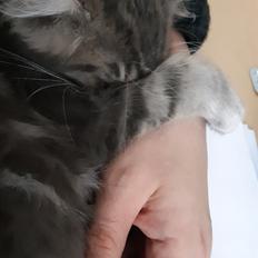 Blanding af racer Fievel