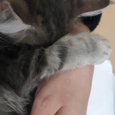 Blanding af racer Fievel