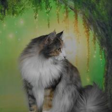 Norsk Skovkat SC DK Skylight’s Alea