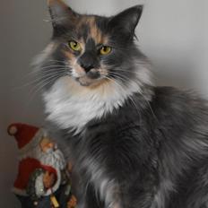 Norsk Skovkat NL* Titran’s Umiko