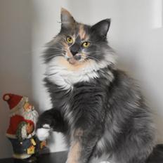 Norsk Skovkat NL* Titran’s Umiko