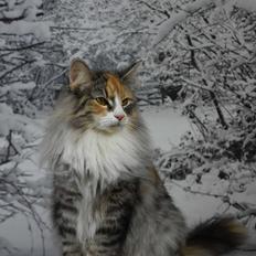 Norsk Skovkat DK Vingaard’s Rosalie Hale