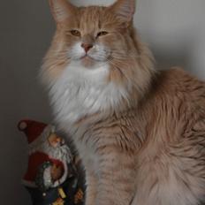 Norsk Skovkat DK Vingaard’s Carlisle Cullen 