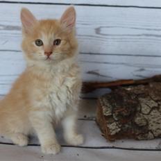 Kurilean Bobtail KorZhik's Tykke Bertha,