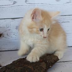 Kurilean Bobtail KorZhik's Tykke Bertha,