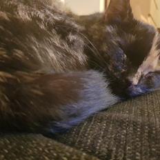 Blanding af racer Musse 