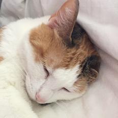 Blanding af racer Gaio