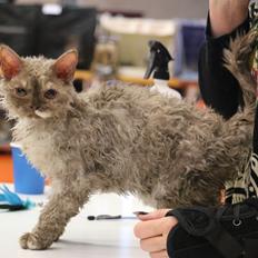 Selkirk Rex  Tzari Oreo