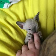 Cornish Rex DK*Pixiepaws Monty Green